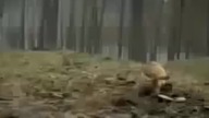 TATO TATO ALE URWAŁ