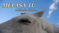 Czemu nie lubię melasy?