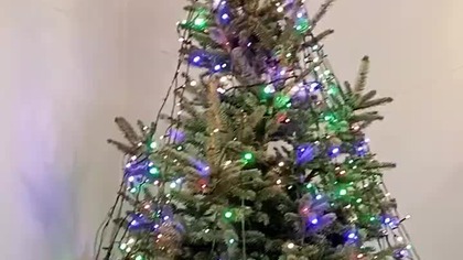 Świerk Srebrzysty czyli najlepsza choinka - tania i pachnie lasem!