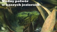 40l Akwarium - Azja. Biotop Rosyjskiego jeziora bez oficjalnej nazwy.
