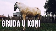 [Choroby koni] Gruda