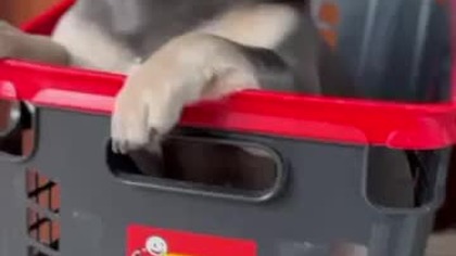 A może by tak do Biedronki!?