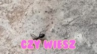 Czy Mrówki Chodzą SPAĆ, Zasypiająco Ciekawe!?
