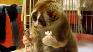 Lemurka i   