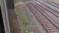 Nie do wiary! Kamera monitoringu zarejestrowała niesamowity moment, w którym krowa wkroczyła w samą 