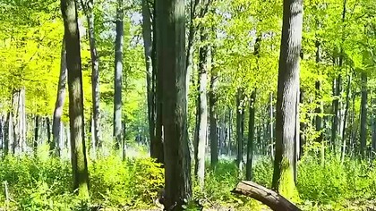 Sunny Forest Day  Birds in Full Song