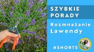 #Shorts Rozmnażanie lawendy