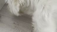Dźwięk Jak Pies Je Jabłko 7 #pies #dogsofyoutube #shorts #asmr