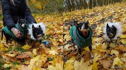 Jesienny spacer do lasu