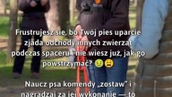 Sposoby na odchody w psim jadłospisie!  #Pies #ZachowaniePsa #KomendaZostaw
