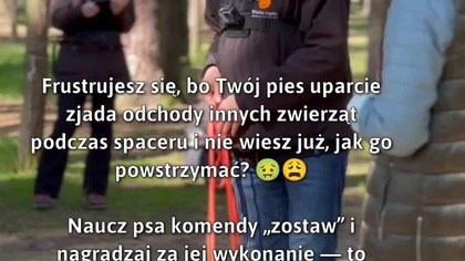Sposoby na odchody w psim jadłospisie!  #Pies #ZachowaniePsa #KomendaZostaw