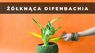 Difenbachia żółknie i gubi liście ! Dlaczego Diffenbachia żółknie?
