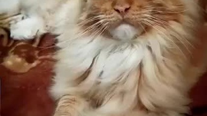 #005 Kronika Hrabiego Eryka #shorts #mainecoon #cats #guitar