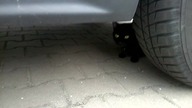 NATIONAL GEOGRAPHIC 1 Cat vs pigeon Kot vs gołąb Theatrum Illuminatum