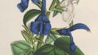 Szałwia otwarta [Salvia Patens] Louisa Benoit Van Houttea z ok 1849 r.