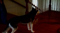 Mishka are you stupid? "NOOOOOOOOOO!" -