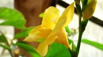 Odc 382. Kwitnąca Freesia, frezja zimą.  2018r.  Uprawa, kwitnienie.