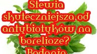 233. Stewia Skuteczniejsza Od  a n t y b i o t y k &oacute; w  W Walce Z Boreliozą & Studia