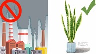 Sansevieria Snake Plant WILL FILL OUR HOUSE WITH OXYGEN