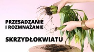 SKRZYDŁOKWIAT jak rozmnożyć, jak przesadzić krok po kroku