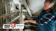 Z wizytą u hodowcy Tadeusza Drozda - cały film - Prostota hodowania i lotowania
