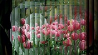 Blumen-die schönste Sprache der Welt.mpg
