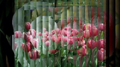 Blumen-die sch&ouml;nste Sprache der Welt.mpg