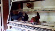 Garden kuRaż/ Chickens and quails / KURY i PRZEPIÓRKI / początek hodowli