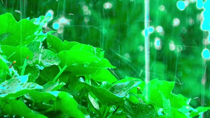 Soothing Rain & Distant Thunder for Sleep