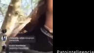 Patointeligencja ...