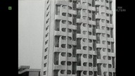Pies (1973)