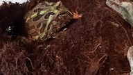 Ceratophrys cranwelli roach feeding 