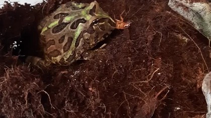 Ceratophrys cranwelli roach feeding 
