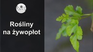 Co posadzić na żywopłot? 5 ciekawych roslin lisciastych na zywopłoty.  Część 1