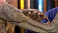 Anatomia dla poczatkujacych 01 Ruch