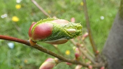 Opowieść o dwóch lipach