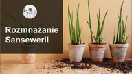 Sanseweria. 3 sposoby na rozmnożenie Sansewerii !