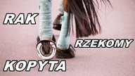 [Choroby Koni] Rak rzekomy kopyta