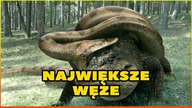 10 NAJWIĘKSZYCH WĘŻY