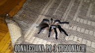 ZNALAZŁEM JĄ! Uciekinierka Monocentropus balfouri złapana