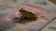 Mroczna Przepowiednia 13 Patrzeć w lustra
