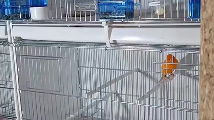 Kanarki * 04. 10. 2025 #kanarki