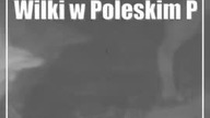 Wilki w Poleskim Parku Narodowym.  Nie lubią moczyć sobie łap