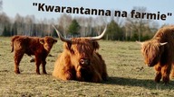 Odcinek świąteczny