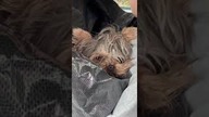 Mokra Daisy wraca w worku #yorkie #yorkshire #yorkshireterrier #pieskiezycie #piesek