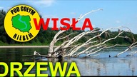Drzewa w Wiśle - Kajak Spływ Rzeka Wisła Vistula (Pod Gołym Niebem)