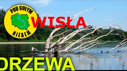 Drzewa w Wiśle - Kajak Spływ Rzeka Wisła Vistula (Pod Gołym Niebem)