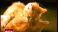 Jedzenie dla kociąt Whiskas Junior - spot reklamowy