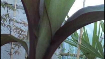 Od lewo Klon Palmowy Ensete-ventricosum-maurelli , kolcowój chinski
