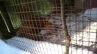 Śmiejący się lisek czyli ruda kulka radości